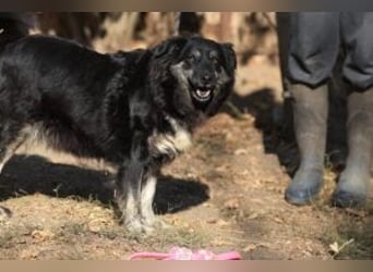 Die freundliche Lina sucht ihr Körbchen