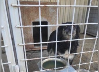 Die freundliche Lina sucht ihr Körbchen