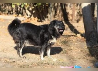 Die freundliche Lina sucht ihr Körbchen