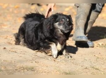 Die freundliche Lina sucht ihr Körbchen