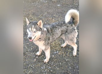 Freundliche Elsa ( * 10/2021 ) sucht ihre Familie