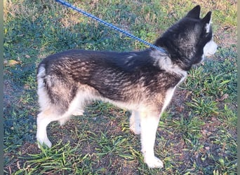 Süße Mindy ( *07/2021 ) sucht ihre Familie