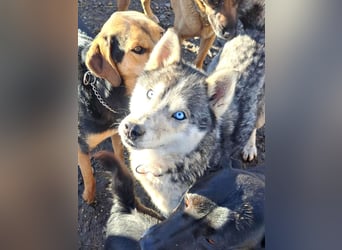 Freundliche Elsa ( * 10/2021 ) sucht ihre Familie