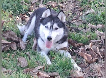 Süße Mindy ( *07/2021 ) sucht ihre Familie