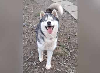 Freundliche Elsa ( * 10/2021 ) sucht ihre Familie