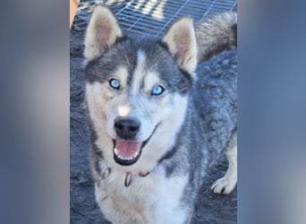 Freundliche Elsa ( * 10/2021 ) sucht ihre Familie