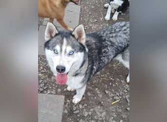 Freundliche Elsa ( * 10/2021 ) sucht ihre Familie