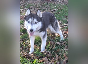 Süße Mindy ( *07/2021 ) sucht ihre Familie