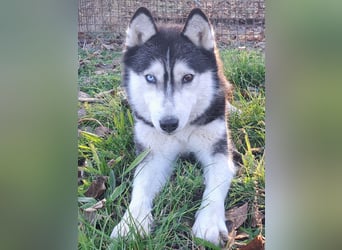 Süße Mindy ( *07/2021 ) sucht ihre Familie