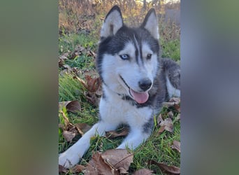 Süße Mindy ( *07/2021 ) sucht ihre Familie