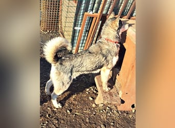 Freundliche Elsa ( * 10/2021 ) sucht ihre Familie