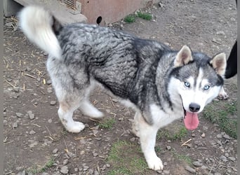 Freundliche Elsa ( * 10/2021 ) sucht ihre Familie