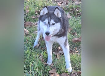 Süße Mindy ( *07/2021 ) sucht ihre Familie