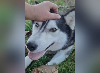 Süße Mindy ( *07/2021 ) sucht ihre Familie