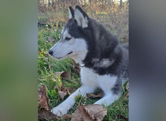 Süße Mindy ( *07/2021 ) sucht ihre Familie