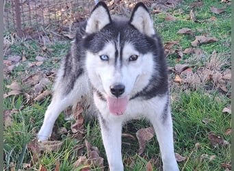 Süße Mindy ( *07/2021 ) sucht ihre Familie