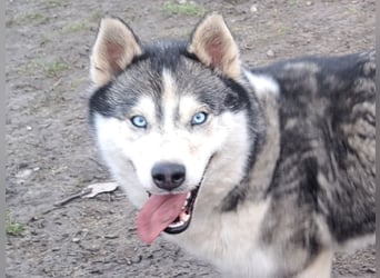 Freundliche Elsa ( * 10/2021 ) sucht ihre Familie