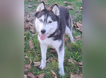 Süße Mindy ( *07/2021 ) sucht ihre Familie