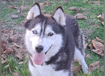 Süße Mindy ( *07/2021 ) sucht ihre Familie