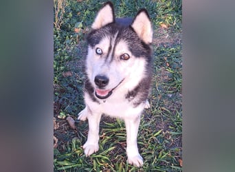 Süße Mindy ( *07/2021 ) sucht ihre Familie