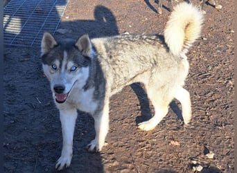 Freundliche Elsa ( * 10/2021 ) sucht ihre Familie