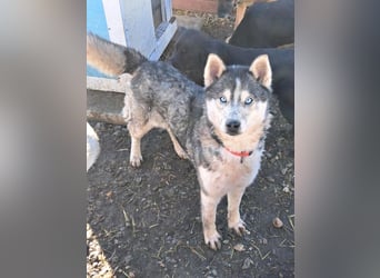 Freundliche Elsa ( * 10/2021 ) sucht ihre Familie