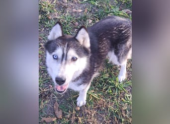 Süße Mindy ( *07/2021 ) sucht ihre Familie