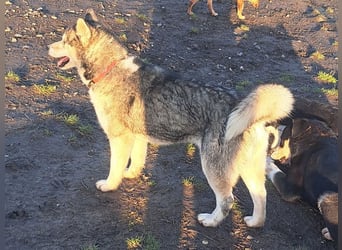 Freundliche Elsa ( * 10/2021 ) sucht ihre Familie