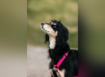 Wunderschöne Lotta sucht ihre Familie