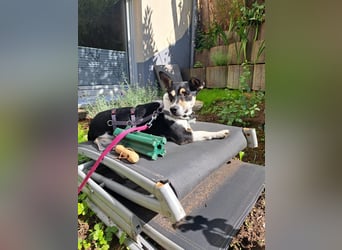 Kevin (TO) lebhaft und verspielt