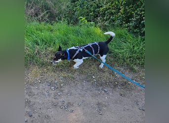 Kevin (TO) lebhaft und verspielt