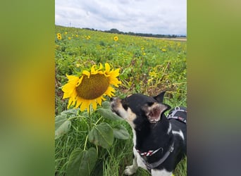 Kevin (TO) lebhaft und verspielt