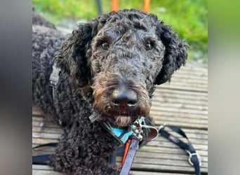 Milo - aktiv&freundlich