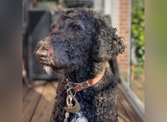 Milo - aktiv&freundlich