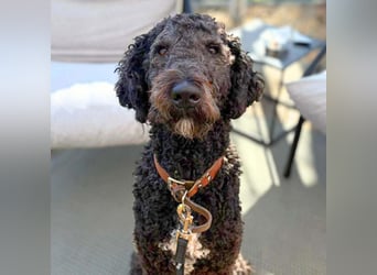 Milo - aktiv&freundlich