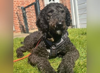 Milo - aktiv&freundlich