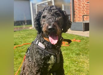 Milo - aktiv&freundlich