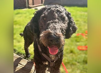 Milo - aktiv&freundlich