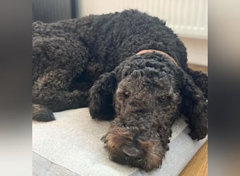 Milo - aktiv&freundlich