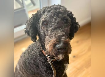 Milo - aktiv&freundlich