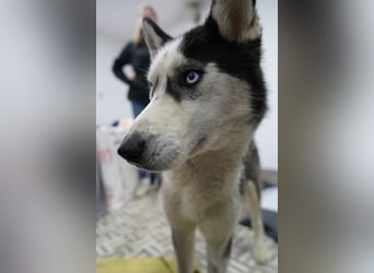 DAENERYS, bezaubernde Husky-Schönheit, 1 Jahr, 54 cm, Tierschutz Rumänien