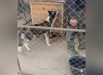 DAENERYS, bezaubernde Husky-Schönheit, 1 Jahr, 54 cm, Tierschutz Rumänien