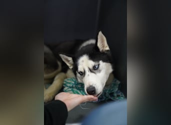 DAENERYS, bezaubernde Husky-Schönheit, 1 Jahr, 54 cm, Tierschutz Rumänien