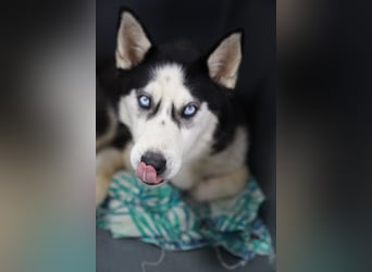 DAENERYS, bezaubernde Husky-Schönheit, 1 Jahr, 54 cm, Tierschutz Rumänien