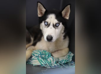 DAENERYS, bezaubernde Husky-Schönheit, 1 Jahr, 54 cm, Tierschutz Rumänien