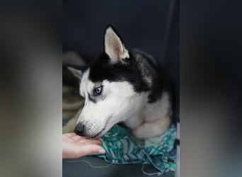 DAENERYS, bezaubernde Husky-Schönheit, 1 Jahr, 54 cm, Tierschutz Rumänien