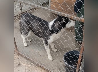 DAENERYS, bezaubernde Husky-Schönheit, 1 Jahr, 54 cm, Tierschutz Rumänien