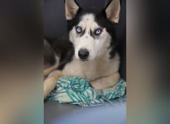DAENERYS, bezaubernde Husky-Schönheit, 1 Jahr, 54 cm, Tierschutz Rumänien