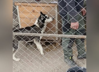 DAENERYS, bezaubernde Husky-Schönheit, 1 Jahr, 54 cm, Tierschutz Rumänien
