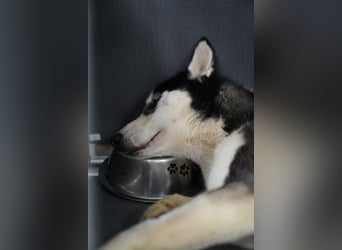 DAENERYS, bezaubernde Husky-Schönheit, 1 Jahr, 54 cm, Tierschutz Rumänien